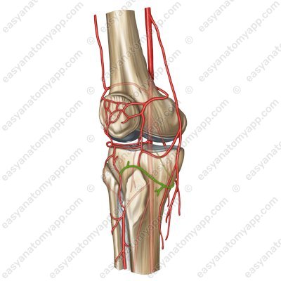 Медиальная нижняя коленная артерия (a. inferior medialis genus)